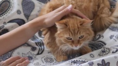 Tembel kızıl kedi yatakta uyuyor. Kadın sevimli tüylü evcil hayvan boynunu okşuyor. Evcil hayvan yatakta kestiriyor..