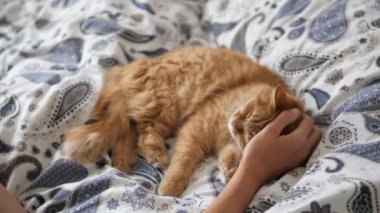 Tembel kızıl kedi yatakta uyuyor. Kadın sevimli tüylü evcil hayvan boynunu okşuyor. Evcil hayvan yatakta kestiriyor..