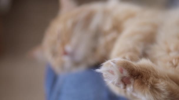 Милий імбирний кіт. спить на колінах чоловіка. Пухнасті домашні тварини з задоволенням. Зосередьтеся на пухнастих лапах. Затишний будинок . — стокове відео