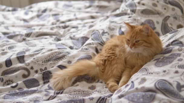 Pisica drăguță de ghimbir doarme în pat. Animalul pufos s-a așezat confortabil pe pătură. Casă confortabilă . — Videoclip de stoc