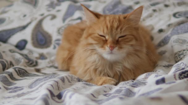 Luie gember kat slaapt in bed. Schattig pluizig huisdier staart slaperig. Huisdier heeft een dutje op bed. — Stockvideo