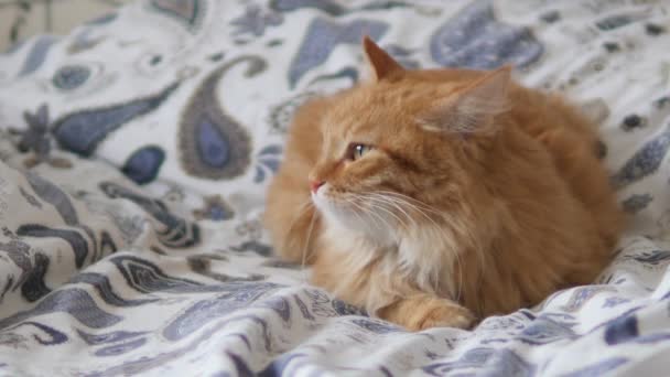 Líná zrzavá kočka spí v posteli. Roztomilý chlupatý mazlíček ospale zírá. Domácí zvíře má zdřímnutí na posteli. — Stock video