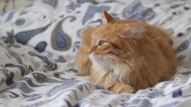 Gatto zenzero pigro dorme a letto. Carino soffici animali domestici fissa sonnolentemente. Animale domestico ha un pisolino sul letto . — Video Stock