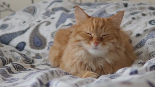 Lusta vörös macska alszik az ágyban. Aranyos bolyhos kisállat bámul álmosan. A háziállat szunyókál az ágyon.. — Stock videók