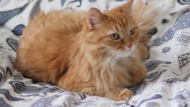 Lazy ginger cat sleeps in bed. Cute fluffy pet stares sleepily. Domestic animal has a nap on bed. — Stock Video