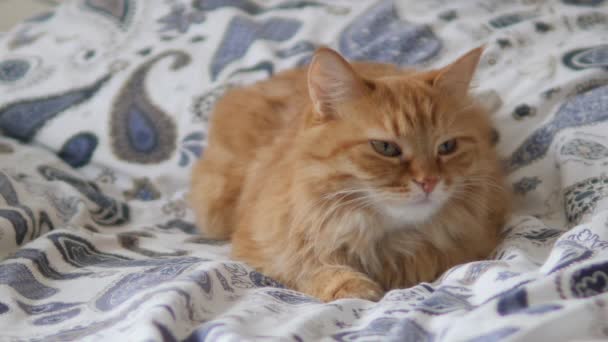 Tembel kızıl kedi yatakta uyuyor. Şirin pofuduk evcil hayvan uykusunda dik dik bakıyor. Evcil hayvan yatakta kestiriyor.. — Stok video