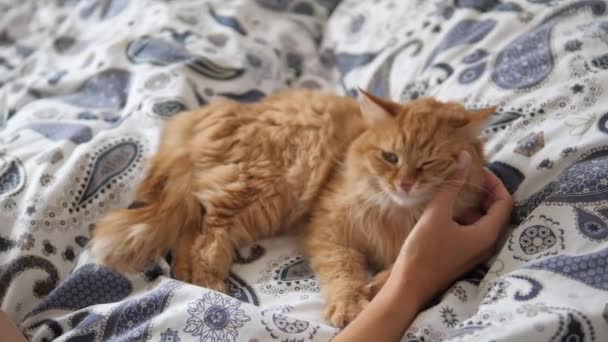 Leniwy rudy kot śpi w łóżku. Kobieta głaszcze słodkie puszyste zwierzaki szyi. Domowe zwierzę drzemie na łóżku. — Wideo stockowe