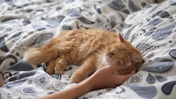 Tembel kızıl kedi yatakta uyuyor. Kadın sevimli tüylü evcil hayvan boynunu okşuyor. Evcil hayvan yatakta kestiriyor.. — Stok video