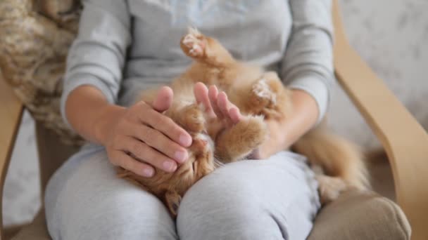 Frau streichelt süße Ingwerkatze auf den Knien. Flauschiges Haustier schnurrt vor Vergnügen. Gemütliches Zuhause. — Stockvideo