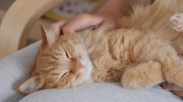 Mujer está acariciando lindo jengibre gato en sus rodillas. Mascotas esponjosas ronroneando de placer. Acogedora casa . — Vídeos de Stock