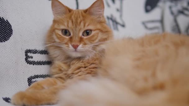 Söt ingefära kattslickar på vit soffa. Fluffy gör rent pälsen. Mysigt hem. — Stockvideo