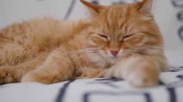 Lindo gato jengibre lame en un sofá blanco. Péteres esponjosos limpia su piel. Acogedora casa . — Vídeos de Stock