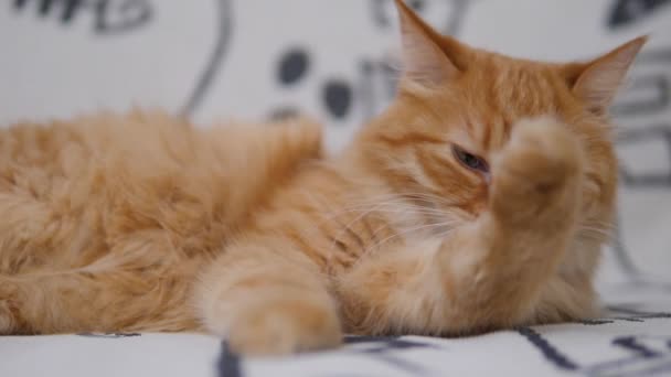 Cute ginger cat licks on white couch. Fluffy petcleans its fur. Cozy home. — Stock Video