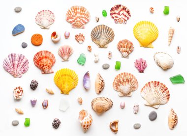 Farklı deniz kabuklarının üst görüntüsü. Rengarenk yumuşakça kabuklar, mercanlar ve aşınmış cam ve taş parçalarıyla dümdüz yatıyordu. Okyanus sahilinden bulgular. 