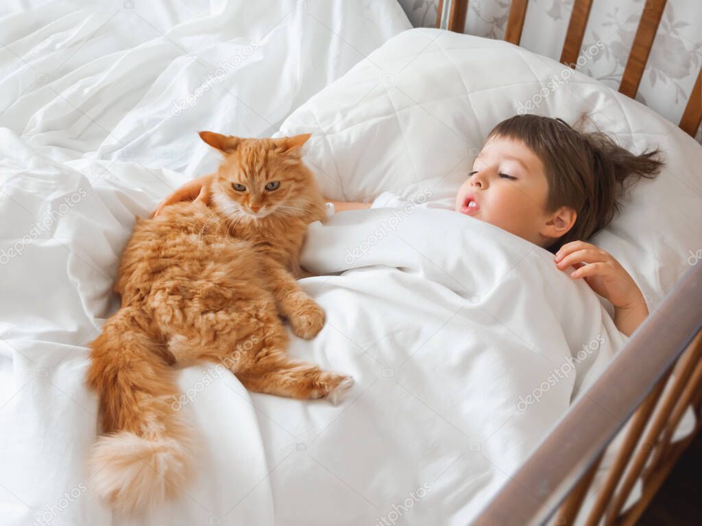 Toddler lies in bed with cute ginger cat. Little boy under white blanket with fluffy pet. Child's friendship with domestic cat. Cozy home at morning.