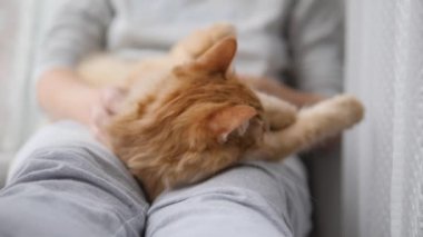 Kadın pencere pervazında kızıl kediyi okşuyor. Tüylü hayvan zevkle mırıldanıyor. Konforlu ev.