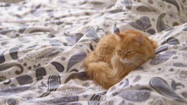 Tatlı kızıl kedi yatakta uyuyor. Yumuşak evcil hayvan battaniyeye rahatça yerleşti. Konforlu ev.