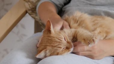 Kadın dizlerinin üzerinde sevimli kızıl kediyi okşuyor. Tüylü hayvan zevkle mırıldanıyor. Konforlu ev.