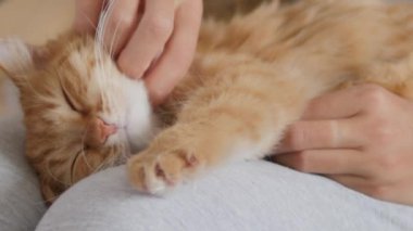 Kadın dizlerinin üzerinde sevimli kızıl kediyi okşuyor. Tüylü hayvan zevkle mırıldanıyor. Konforlu ev.
