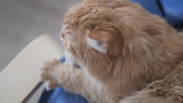 Hombre golpes lindo jengibre gato. Fluffy mascota ronronea de placer. Acogedora casa . — Vídeo de stock
