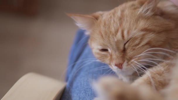 Hombre golpes lindo jengibre gato. Fluffy mascota ronronea de placer. Acogedora casa . — Vídeos de Stock