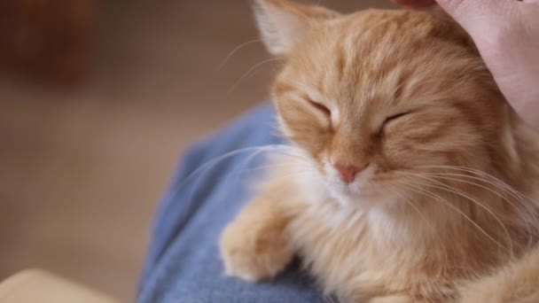 Homem acaricia gato de gengibre bonito. Fluffy pet ronrona com prazer. Casa aconchegante . — Vídeo de Stock