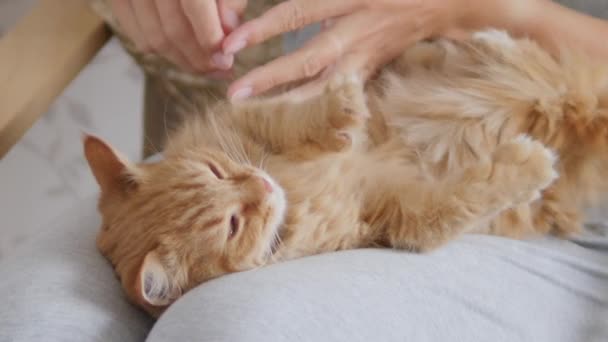 Mulher está acariciando gato gengibre bonito em seus joelhos. Animal de estimação fofo ronronando com prazer. Casa aconchegante . — Vídeo de Stock