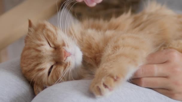 Frau streichelt süße Ingwerkatze auf den Knien. Flauschiges Haustier schnurrt vor Vergnügen. Gemütliches Zuhause. — Stockvideo