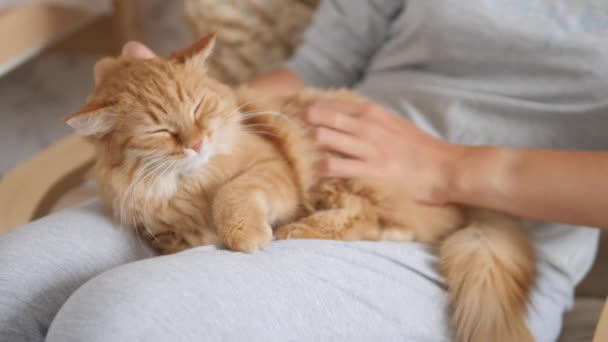 女人在她的膝盖上抚摸可爱的生姜猫.毛绒绒的宠物欢声笑语.舒适的家. — 图库视频影像