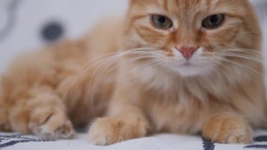 Tatlı kızıl kedi beyaz koltukta yalanıyor. Yumuşak petroller kürkünü temizler. Konforlu ev.