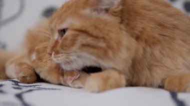 Tatlı kızıl kedi beyaz koltukta yalanıyor. Yumuşak petroller kürkünü temizler. Konforlu ev.