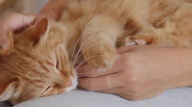 Kadın dizlerinin üzerinde sevimli kızıl kediyi okşuyor. Tüylü hayvan zevkle mırıldanıyor. Konforlu ev.