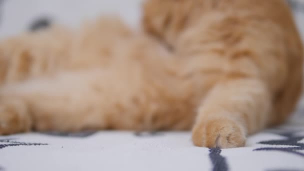 Cute ginger cat licks on white couch. Fluffy petcleans its fur. Cozy home. — Stock Video