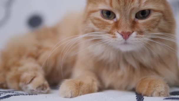 Carino gatto zenzero lecca sul divano bianco. Gli animali soffici puliscono la pelliccia. Accogliente casa . — Video Stock