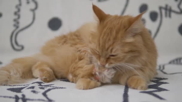 Lindo gato jengibre lame en un sofá blanco. Péteres esponjosos limpia su piel. Acogedora casa . — Vídeos de Stock