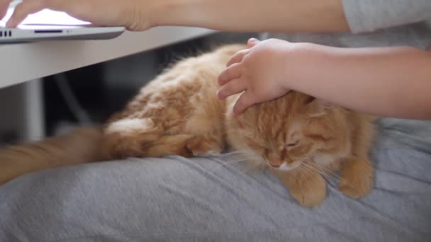 女人在笔记本电脑上远程工作，抚摸着可爱的姜猫。由于Coronavirus COVID-19检疫而在家中自我隔离。在线工作. — 图库视频影像