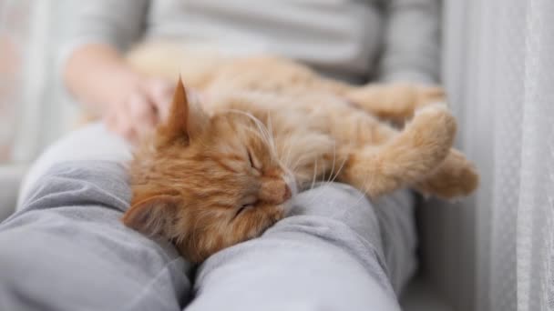 Mujer está acariciando lindo jengibre gato en alféizar de la ventana. Mascotas esponjosas ronroneando de placer. Acogedora casa . — Vídeos de Stock