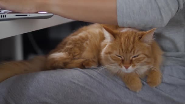 Femme travaille à distance sur ordinateur portable et caresse mignon chat roux ses genoux. Auto-isolement à la maison à cause du coronavirus COVID-19 quarantaine. Emploi en ligne . — Video