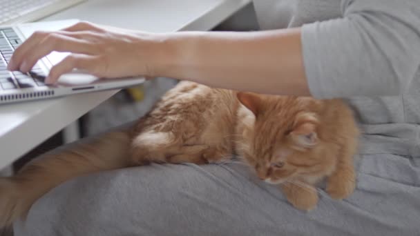 Mujer trabaja remotamente en el ordenador portátil y acaricia lindo jengibre gato sus rodillas. Autoaislamiento en casa por coronavirus COVID-19 cuarentena. Trabajo en línea . — Vídeos de Stock