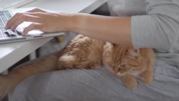 Mujer trabaja remotamente en el ordenador portátil y acaricia lindo jengibre gato sus rodillas. Autoaislamiento en casa por coronavirus COVID-19 cuarentena. Trabajo en línea . — Vídeos de Stock