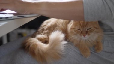 Kadın uzaktan bilgisayarla çalışıyor ve dizlerini zencefille okşuyor. Coronavirus COVID-19 karantinası yüzünden evde yalnızlık. Çevrim içi iş.