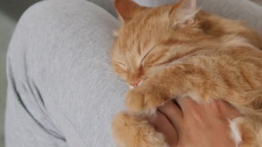 Kadın dizlerinin üzerinde sevimli kızıl kediyi okşuyor. Tüylü hayvan zevkle mırıldanıyor. Konforlu ev.