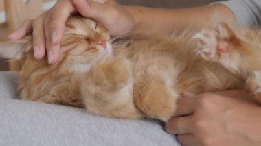 Kadın dizlerinin üzerinde sevimli kızıl kediyi okşuyor. Tüylü hayvan zevkle mırıldanıyor. Konforlu ev.