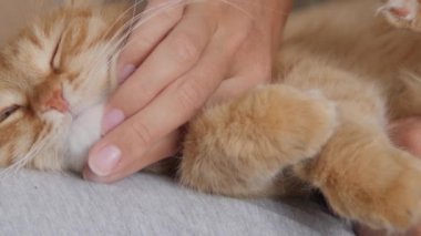 Kadın dizlerinin üzerinde sevimli kızıl kediyi okşuyor. Tüylü hayvan zevkle mırıldanıyor. Konforlu ev.