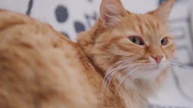 Tatlı zencefilli kedi beyaz koltukta kestiriyor. Tüylü hayvan zevkle mırıldanıyor. Konforlu ev.