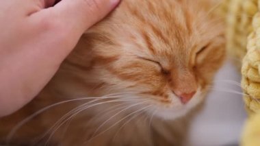 Adam beyaz koltukta zencefilli kediyi okşuyor. Tüylü hayvan zevkle mırıldanıyor. Konforlu ev.