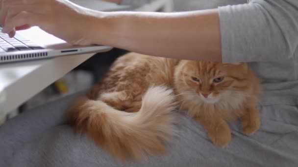 Mulher trabalha remotamente no laptop e acaricia gato gengibre bonito seus joelhos. Auto-isolamento em casa por causa da quarentena do coronavírus COVID-19. Trabalho online . — Vídeo de Stock