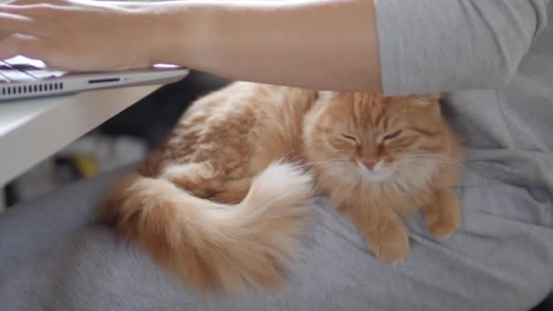 Kobieta pracuje zdalnie na laptopie i głaska słodkiego rudego kota kolanami. Samoizolacja w domu z powodu kwarantanny COVID-19. Praca online. — Wideo stockowe