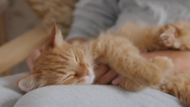 Woman is stroking cute ginger cat on her knees. Fluffy pet purring with pleasure. Cozy home. — Stock Video