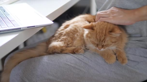 Женщина дистанционно работает с ноутбуком и гладит милую рыжую кошку по коленям. Самоизоляция дома из-за карантина коронавируса COVID-19. Работа в Интернете . — стоковое видео